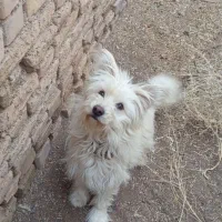 پاپی ماده خشگل معاوضه با عروس هلندی