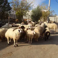 بره درحیوانات|حیوانات مزرعه|چرداول, |دیوار