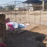 تله تور کبوتر با یه جفت کبوتر به فروش میرسد|پرنده|تهران, مسعودیه|دیوار