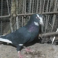 پلنگ|پرنده|کرمان, |دیوار