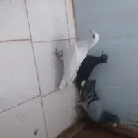 2تالمانی یک دومسفید|پرنده|شیروان (خراسان), |دیوار