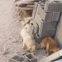 سگ پاکوتاه|سگ|طبس, |دیوار