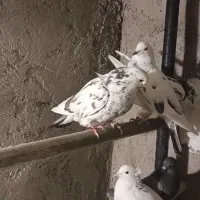 ۸ کفتر غریب گیری یه جای یه تومن|پرنده|اندیشه, شهرک المهدی|دیوار