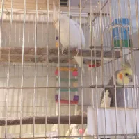 عروس هلندی|پرنده|گرمدره, |دیوار