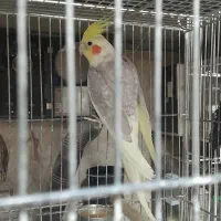عروس هلندی