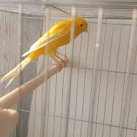 قناری|پرنده|اصفهان, دوطفلان|دیوار