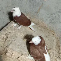 کفتر درجایی|پرنده|میناب, |دیوار