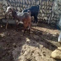 فروش دو بز صلاله آبستن ۴ماه