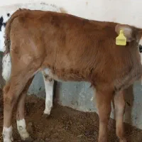 گاو... گوساله نر و ماده|حیوانات مزرعه|اسفراین, |دیوار