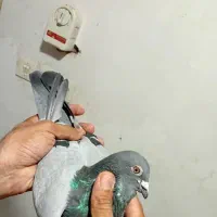 نروماده پلاکی|پرنده|بندر ماهشهر, |دیوار