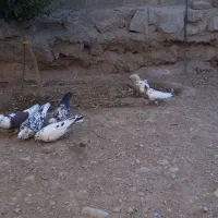 ۶عدد کبوتر|پرنده|کرمانشاه, |دیوار