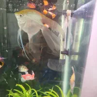 ماهی آکواریومی انجل