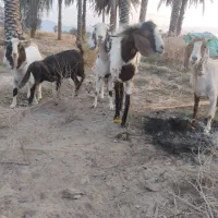 2عدد نری 3عدد بز|حیوانات مزرعه|میناب, |دیوار