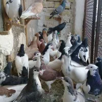 ۳۶تا پرنده همه پرشی