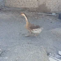 بط فروشی|حیوانات مزرعه|زابل, |دیوار