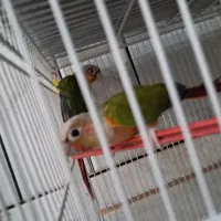 دو جفت گرینچیک ودوعدد قناری|پرنده|فردوس (خراسان), |دیوار