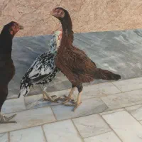 مرغ نسل دار