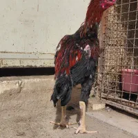 خروس لاری دونگ بالا استان یزد|حیوانات مزرعه|تهران, جوادیه|دیوار