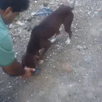 سگ توله شکاری دنبلانی