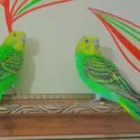 جوجه مرغ عشق دونخور