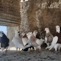 طوقی پرشی|پرنده|همدان, |دیوار