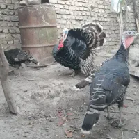 بوقلمون نر و ماده|حیوانات مزرعه|سرخنکلاته, |دیوار