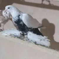 کبوترپاپر