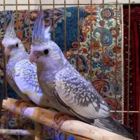 عروس هلندی ایزابلا|پرنده|کرمانشاه, |دیوار