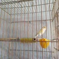 قناری نرموزائیکی