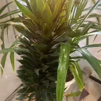 گیاه شاداب و مناسب|گل و گیاه طبیعی|تهران, امانیه|دیوار