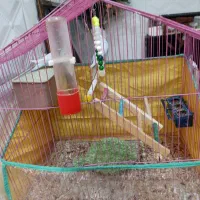 مرغ عشق بالغ|پرنده|داراب, |دیوار