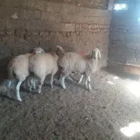 ۴عددبره ماده|حیوانات مزرعه|قائن, |دیوار