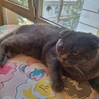 فروش گربه