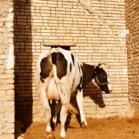 تلیسه شکم دوم 8ماه ابستن