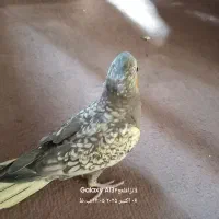 عروس هلندی ماده ۲ ماهه|پرنده|شیراز, آبیاری|دیوار