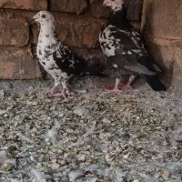 کبوتر
