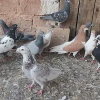 فروش پرشی،جغتای