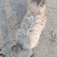 سگ پیدا شده|حیوانات|تهران, فلاح|دیوار