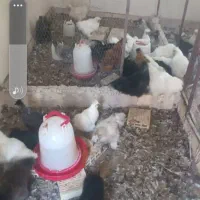 فروش حدود۳۰ عدد مرغ ابریشمی