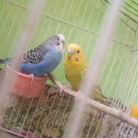 مرغ عشق|پرنده|درح, |دیوار