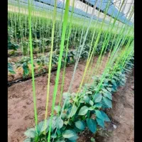 نخبندی گلخانه و پایین اوردن خیار انجام میشود