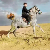 مادیون درجه یک سواری دار