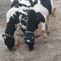 گوساله نر|حیوانات مزرعه|دالاهو, |دیوار