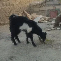 گوسفند فروشی