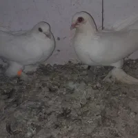 کبوتر قرمز گوز