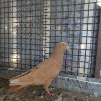 فروش کبوتر