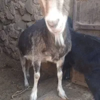 سه عددبزیکی الپاین یک جفت سانن ابست|حیوانات مزرعه|درمیان, |دیوار