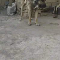 سگ گمشده «دزدیذه » شده