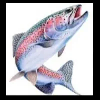 فروش ماهی قزل الا ۸۰۰ گرمی