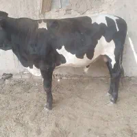 گاو|حیوانات مزرعه|زهک, |دیوار